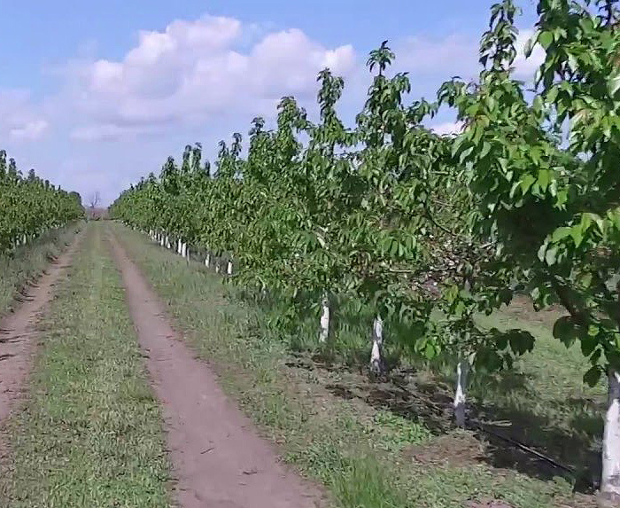 Фото з сайту kurkul.com